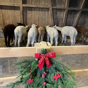 Weihnachtsfeier im Alpakastall