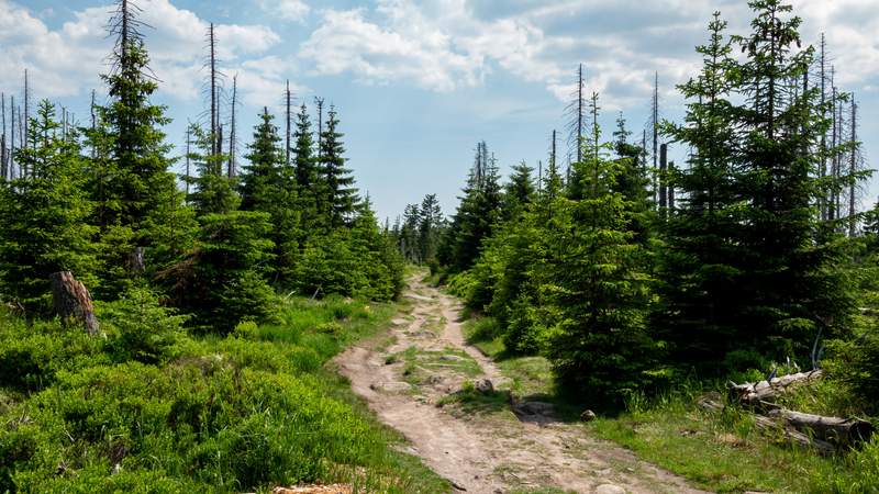 Wandern im Harz