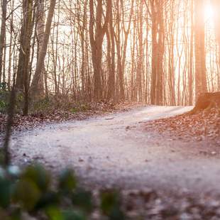 Waldweg Erleuchtung im Wald – Fackelwanderung