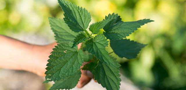 Diese Pflanze kennt jeder. Kräuterwanderung und Wildkräuterworkshops