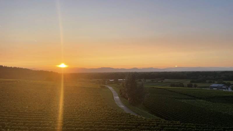 Weinberge im Kaiserstuhl im Schwarzwald