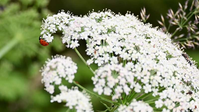 Achtsamkeit in der Natur