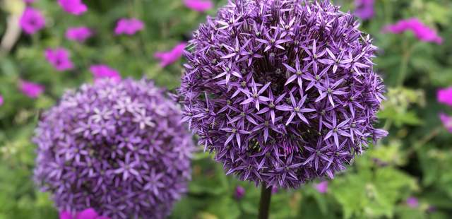 Lila Blune Cortisol - Stress lass nach