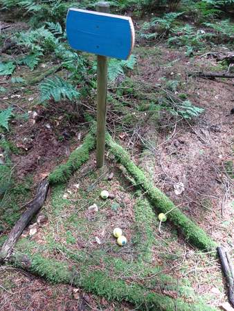 Ein blaues Holzschild, das im Waldboden steckt und ein Crossgolf Ziel markiert.