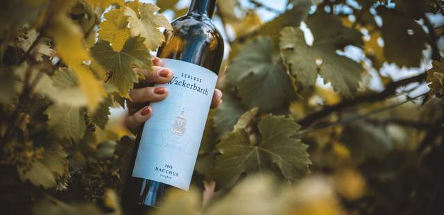 Weingruß Erlebnistag durch die sächsischen Weinberge