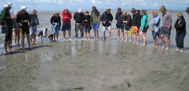 Wattwanderung Hallig Südfall: Wattwanderung inkl. Bahnfahrt