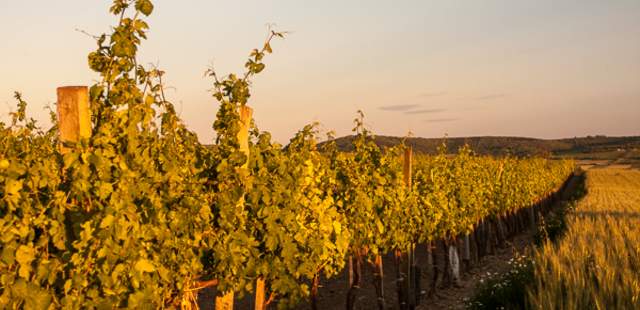 Wein & Wandern in Stuttgart Wein & Wandern in Stuttgart