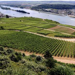 Weinberghelden - Im Rheingau und Rheinhessen