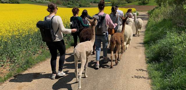 Alpakawanderung Alpakawanderung