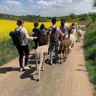 Alpakawanderung Alpakawanderung