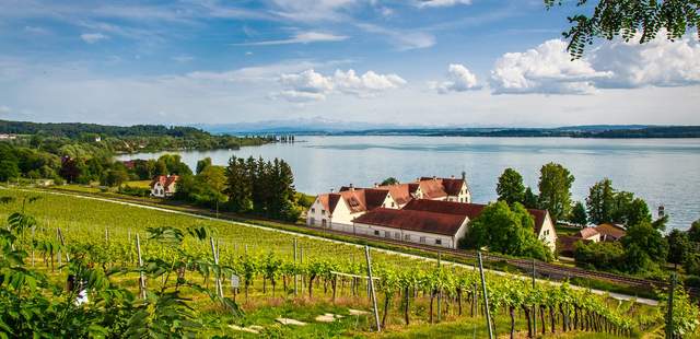 Weinreben am Bodensee Torkelreise am Bodensee