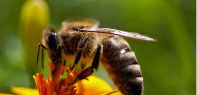 CSR – Projekt Bienen- und Hornissenschutz CSR – Projekt Bienen- und Hornissenschutz