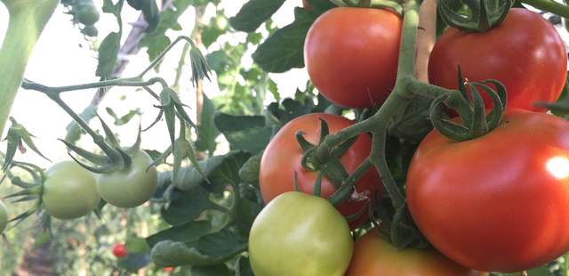 Gewächshaus Gemüse ernten im Team