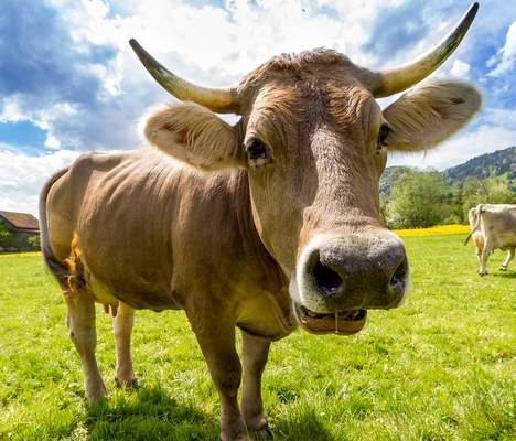 Betriebsausflug ins Allgäu Allgäu Betriebsausflug