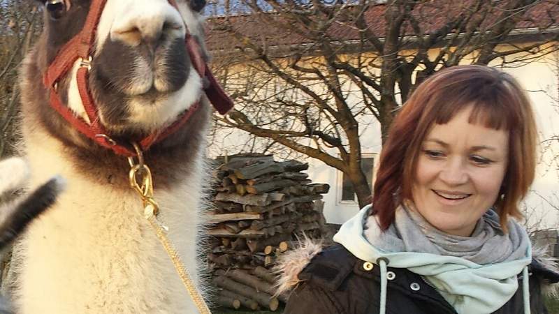 Teambuilding mit Lamas