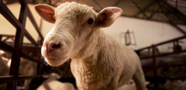 Ausflug zur Schäferei Schäferstündchen im Team