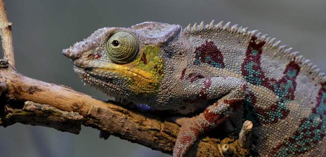 Chamäleon Chamäleon steht für Erdlöwe