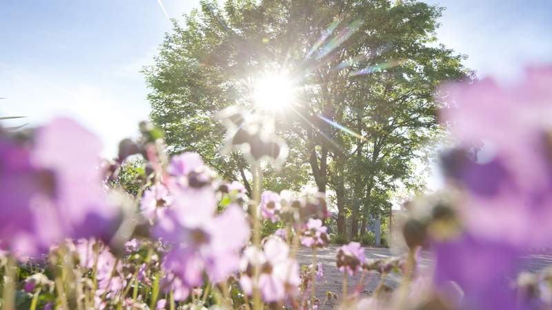 Blumenbild mit Sonnenreflektion im Kräuterlehr- und Schaugarten