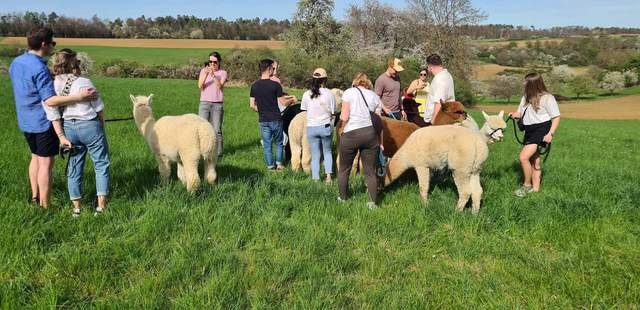 Alpaka-Teamerlebnis Alpaka-Teamerlebnis