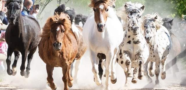 Ponywanderung Ponyspaziergang