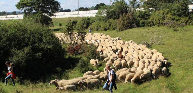 1000 Schafe Führen Teambuilding 1000 Schafe Führen Teambuilding