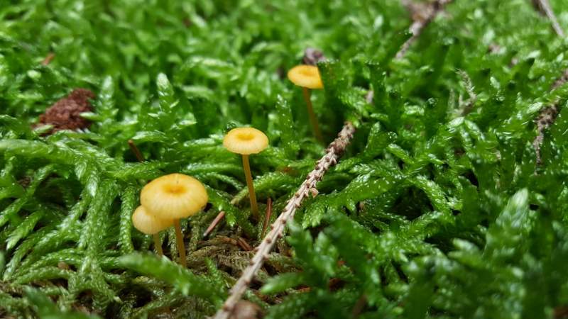 Shinrin Yoku - Achtsamkeit in der Natur